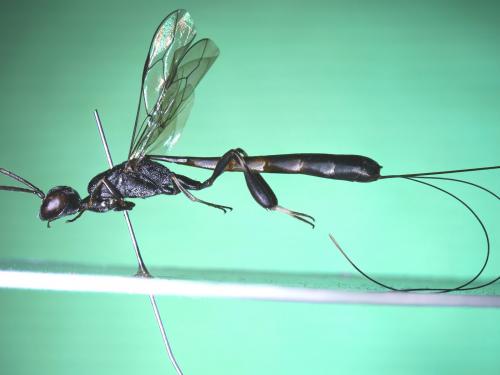 Gasteruption jaculator